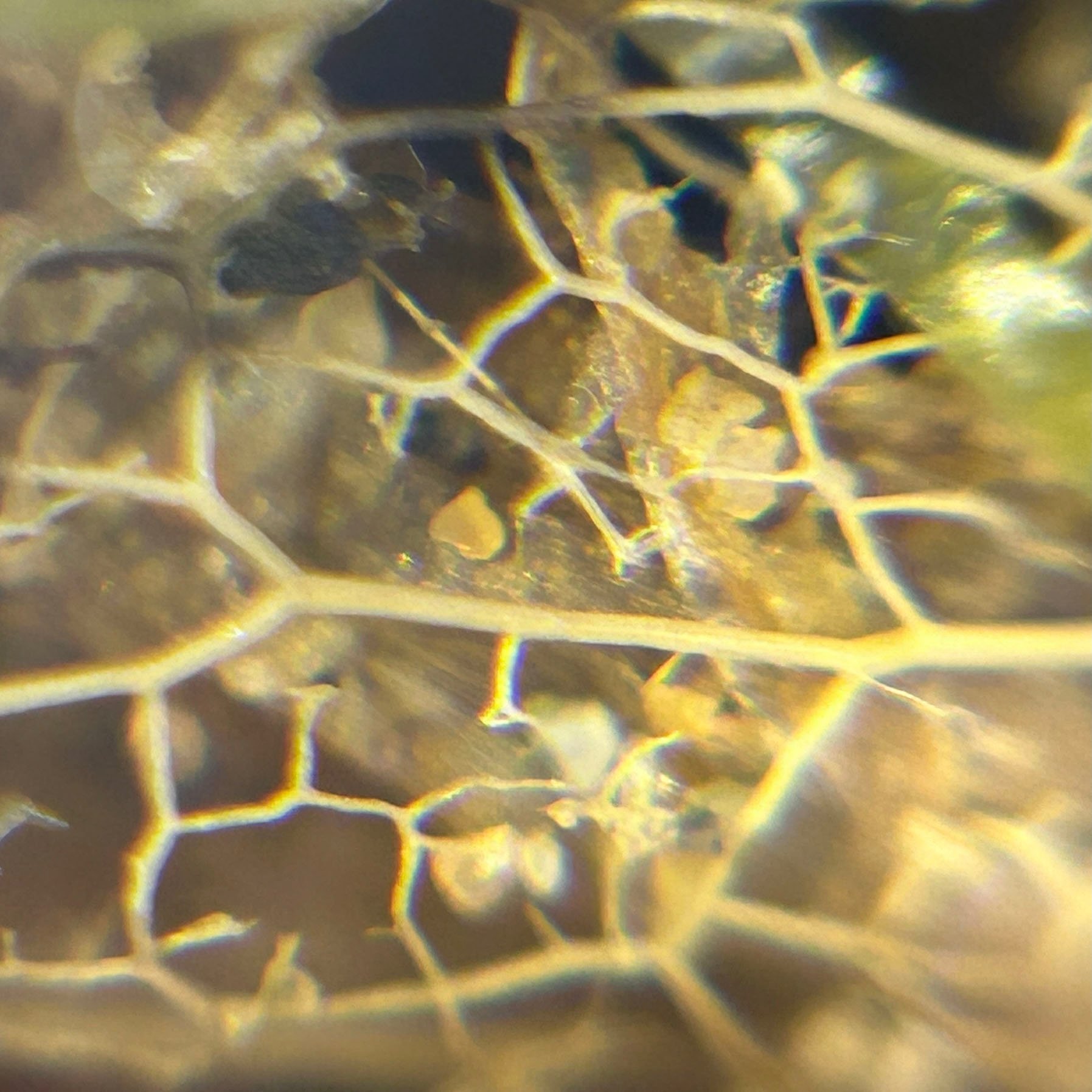 sea gathering goldern lace.jpeg