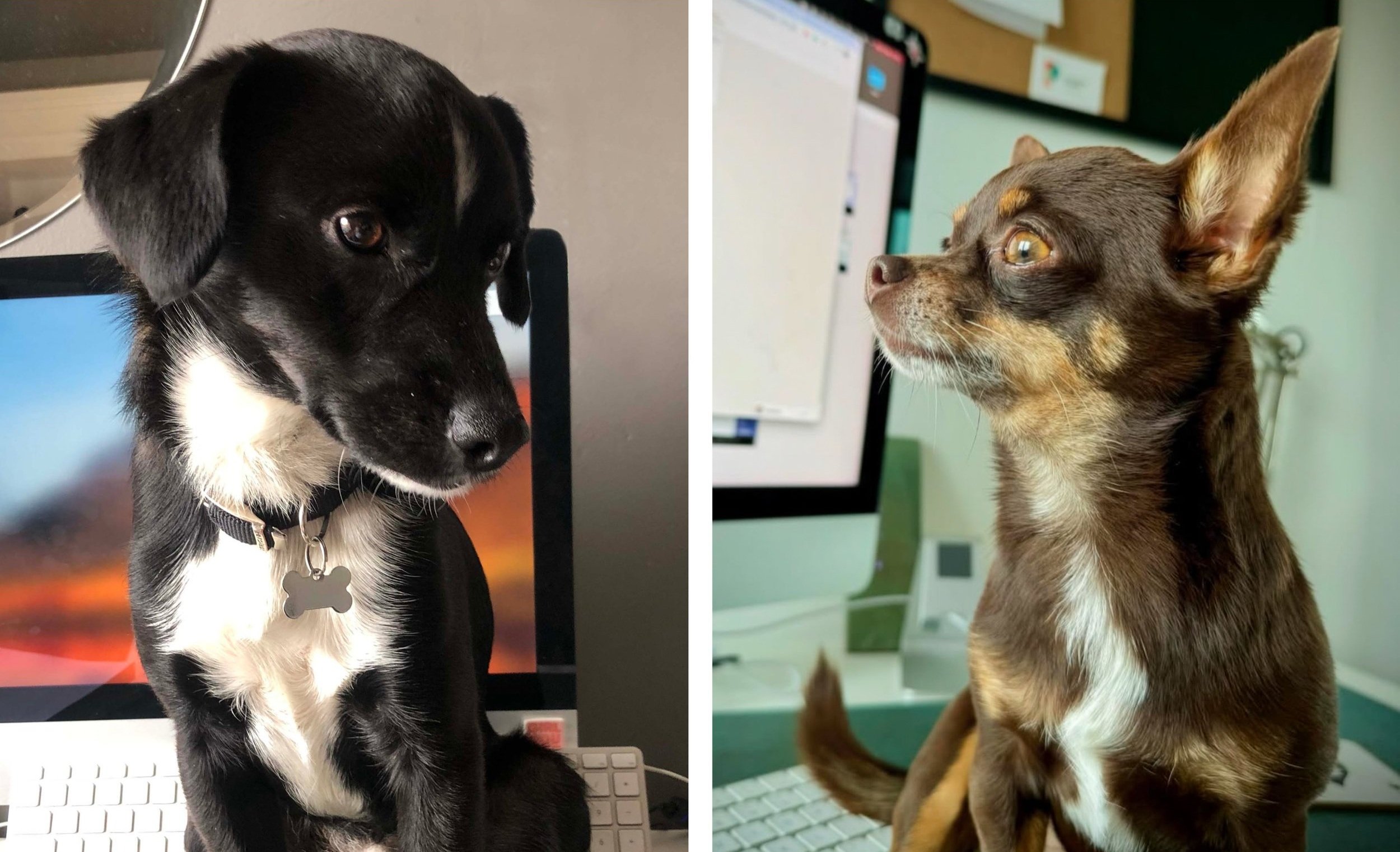 The Pawfice Helpers