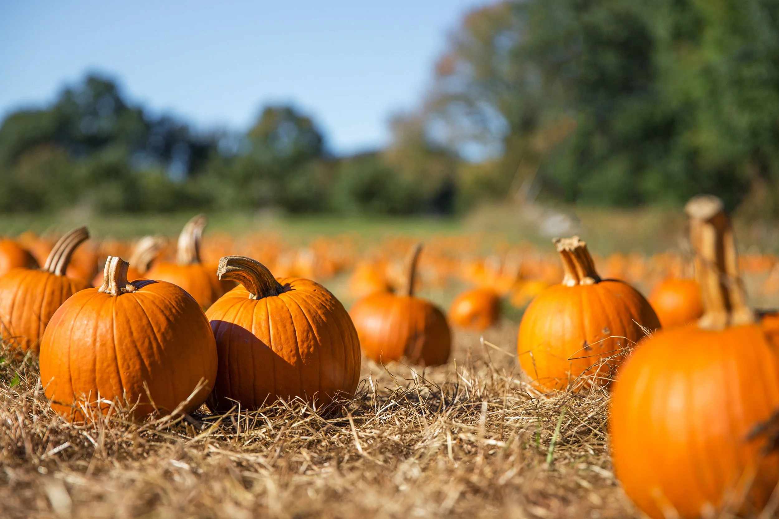 October on The Loop