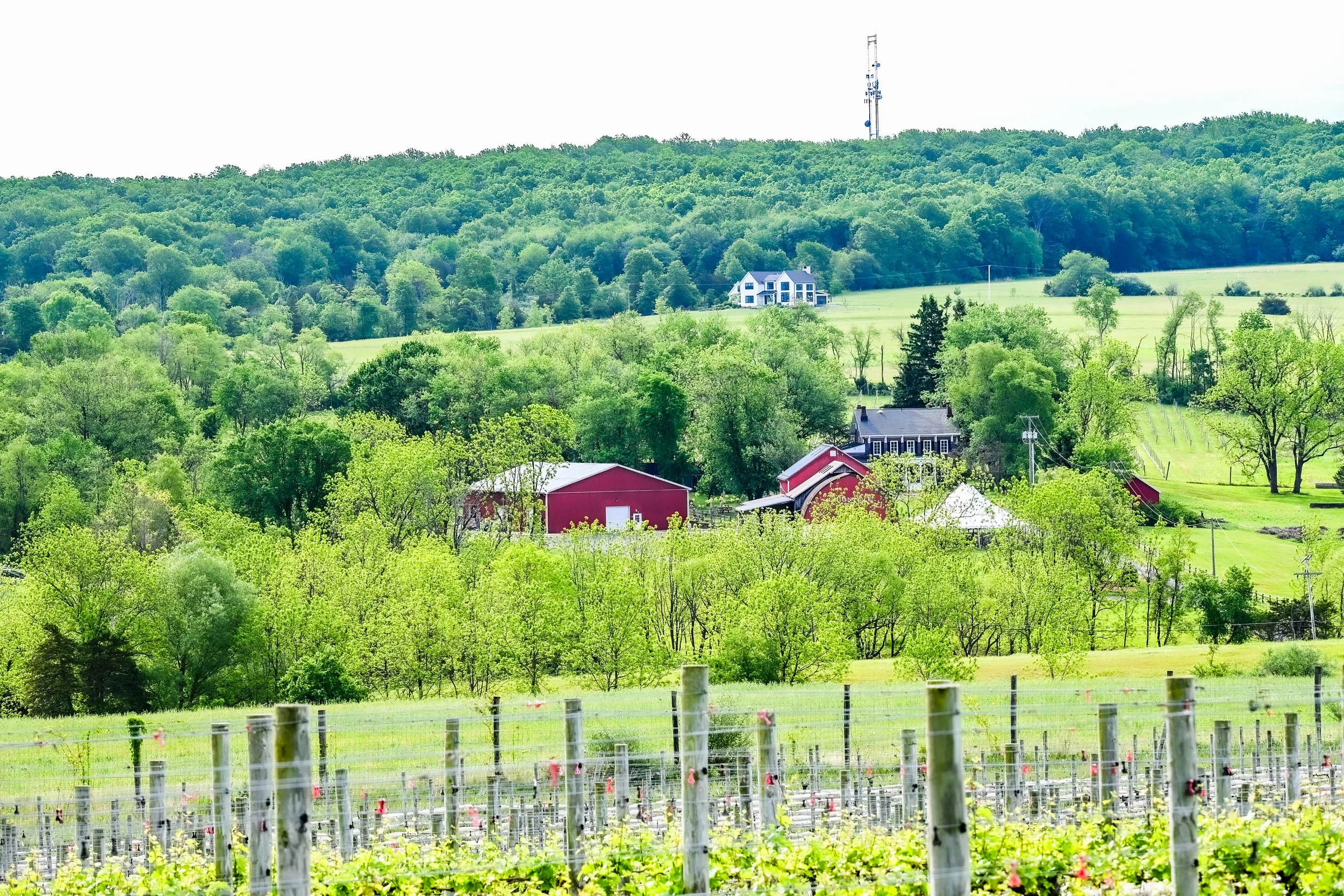 DSC_4434.jpg