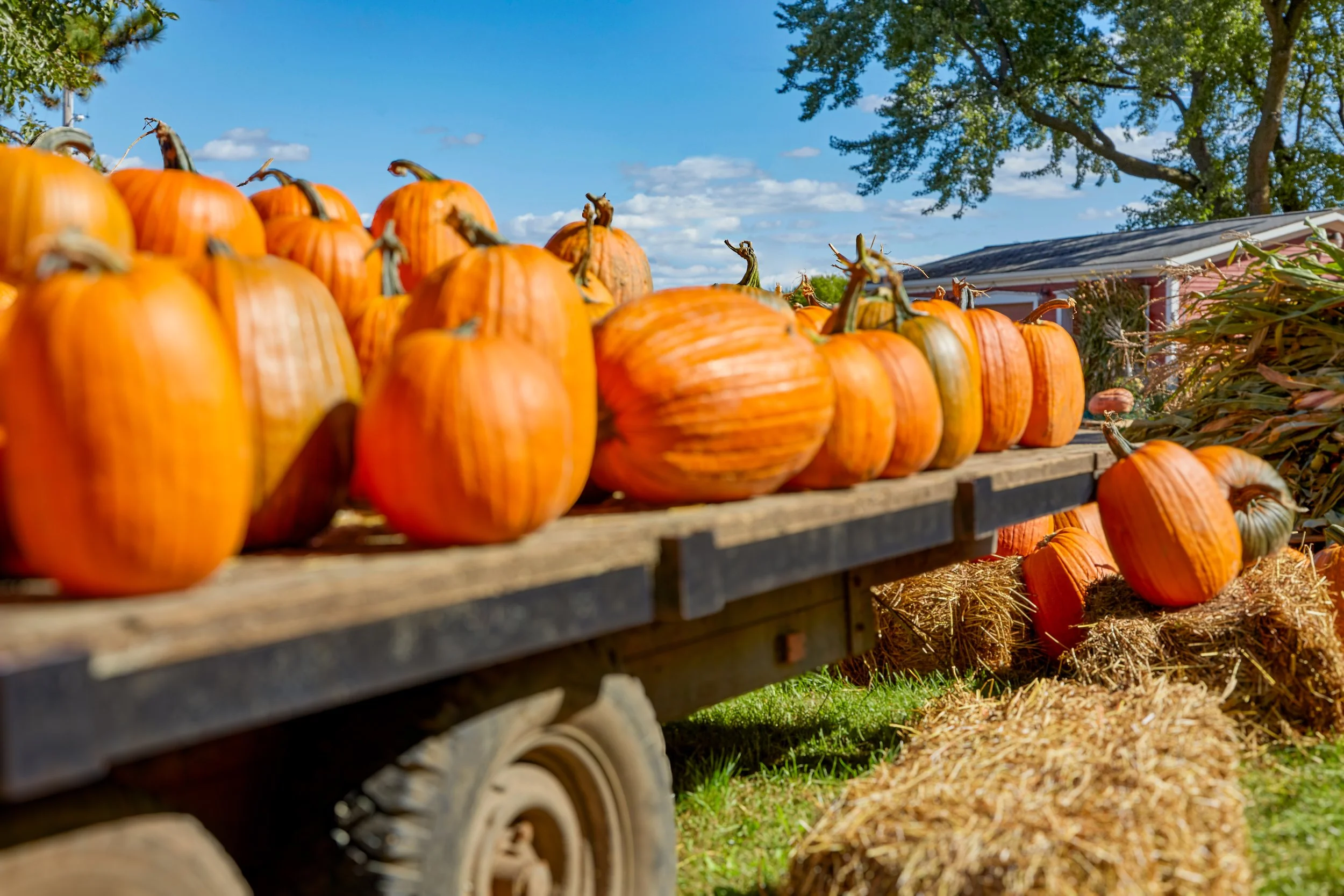 PUMPKIN DAYS + RIVER WAYS