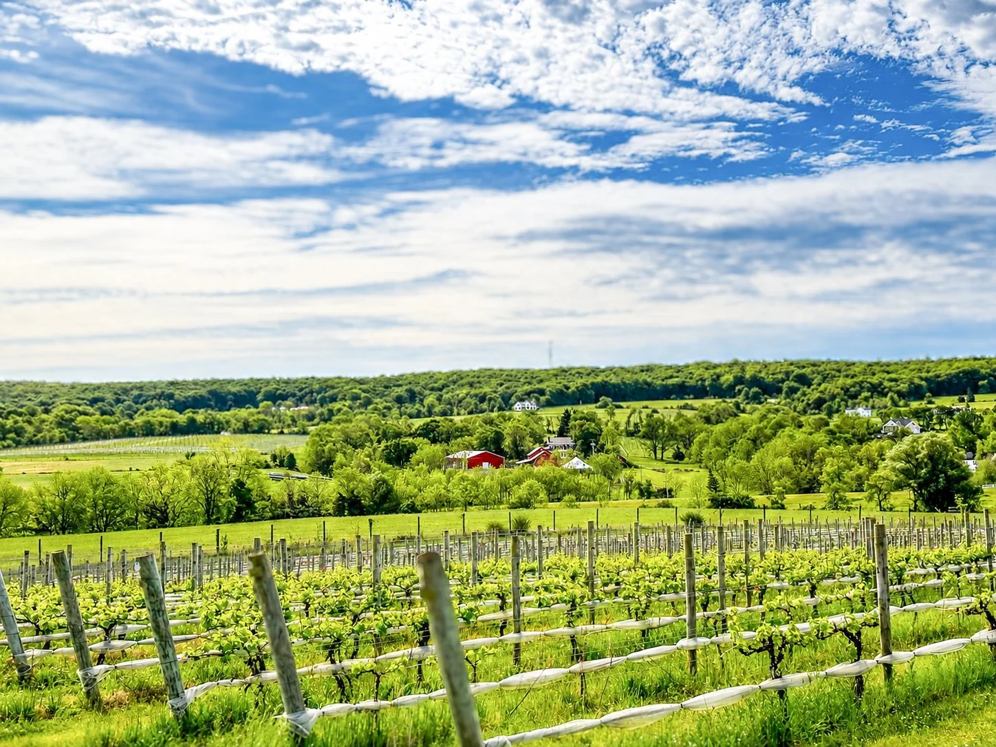 vineyard.jpg