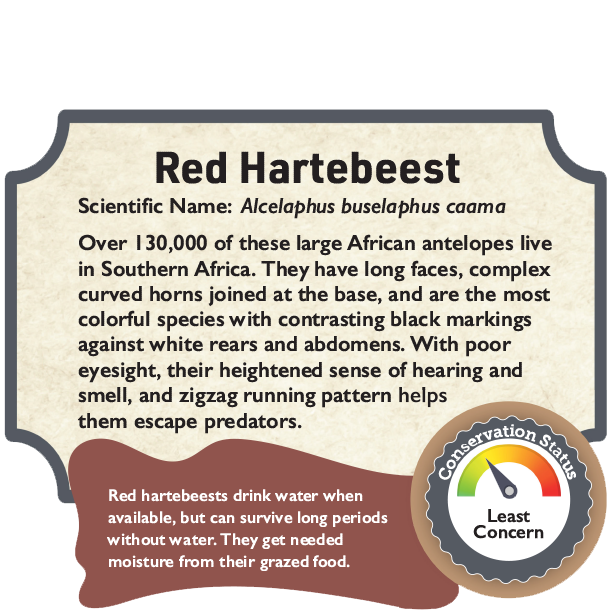 Red Hartebeest.png