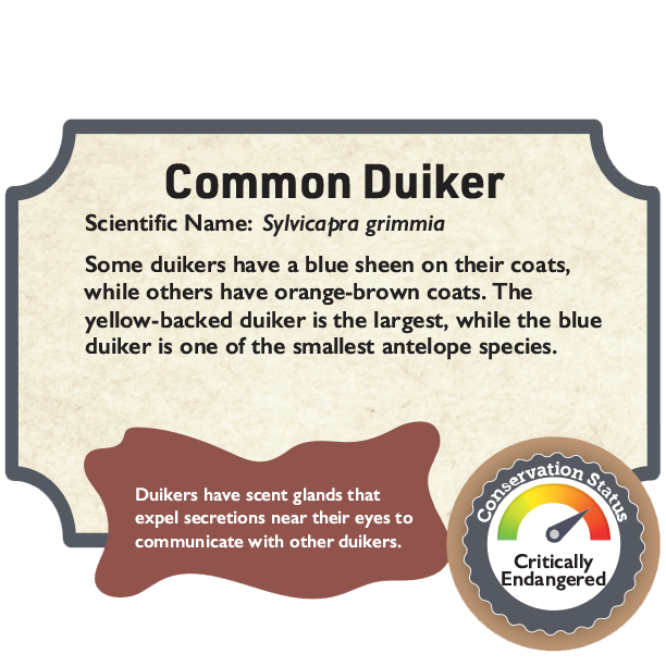Common Duiker.png