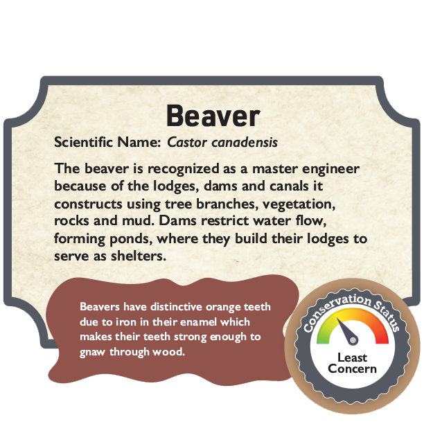 Beaver.png