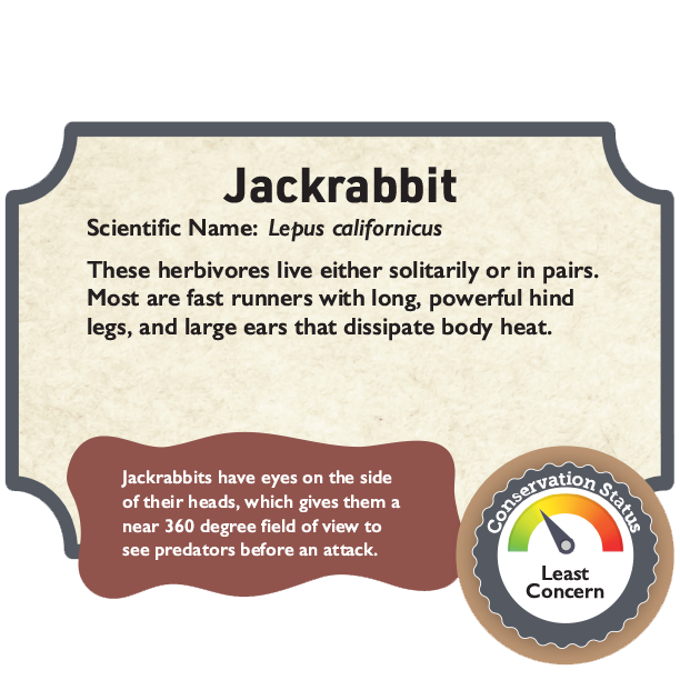 Jackrabbit.png