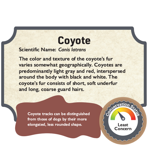Coyote.png