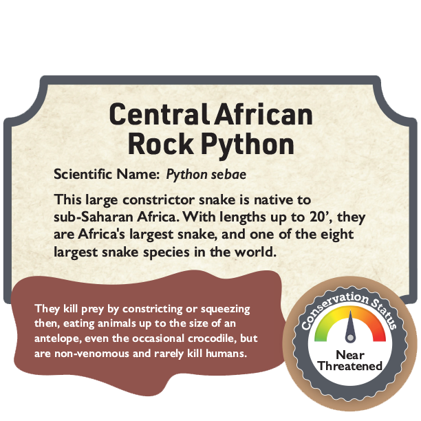 Central African Rock Python.png