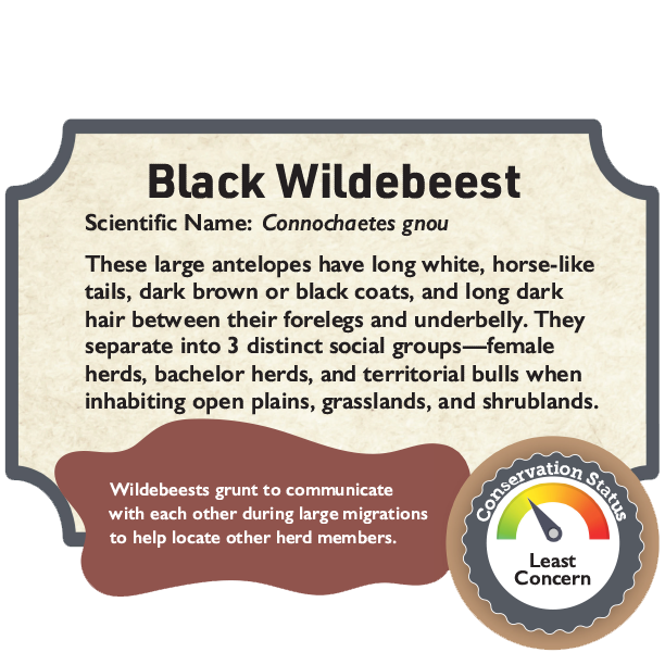 Black Wildebeest.png