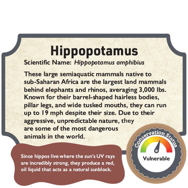 Hippopotamus.png
