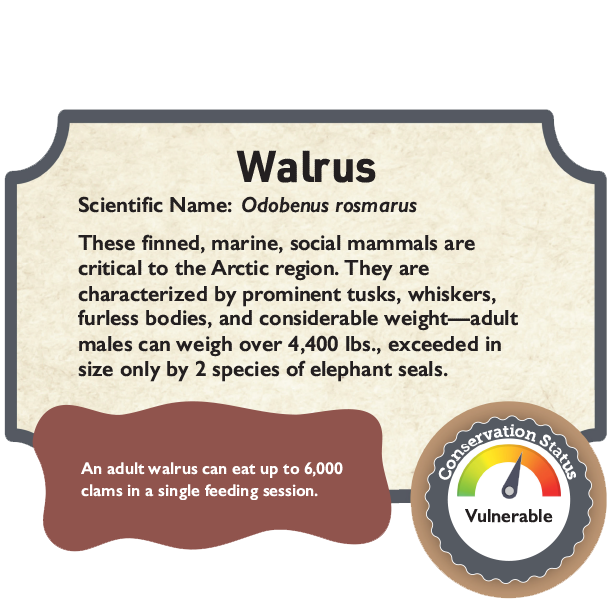 Walrus conservation status.png