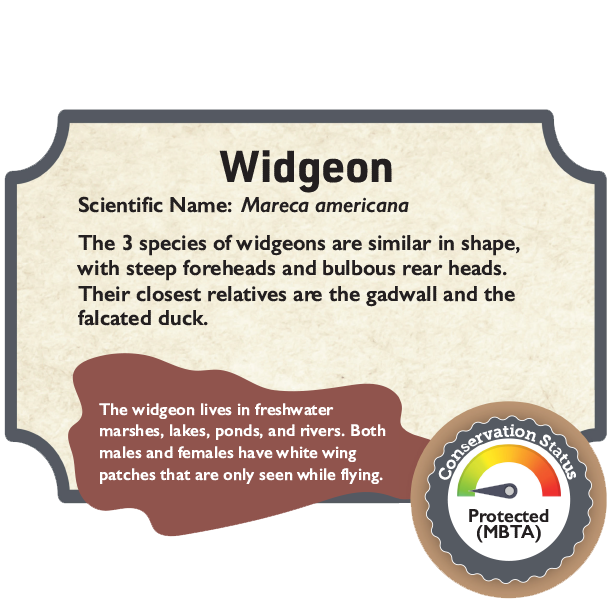 Widgeon.png