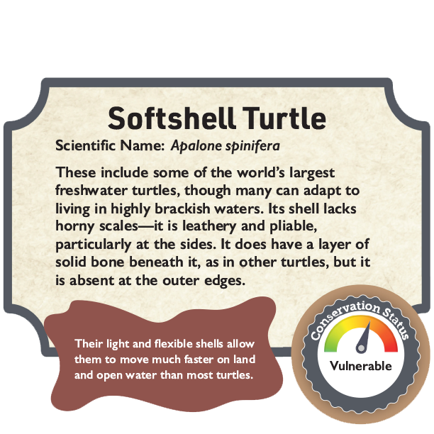 Softshell Turtle.png