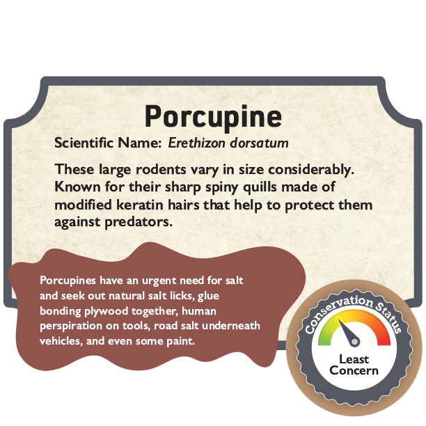 Porcupine.png