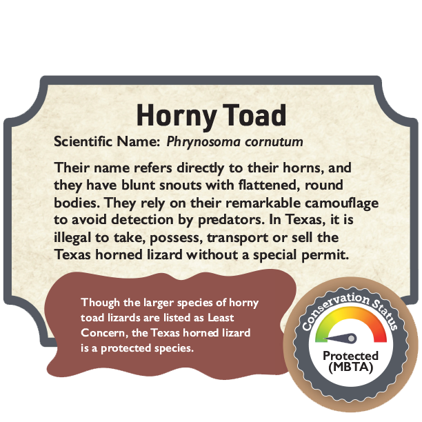 Horny Toad.png