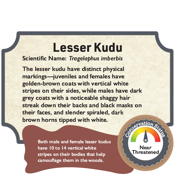 Lesser Kudu.png