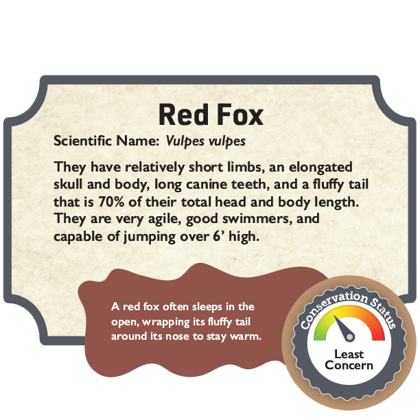 Red Fox.png