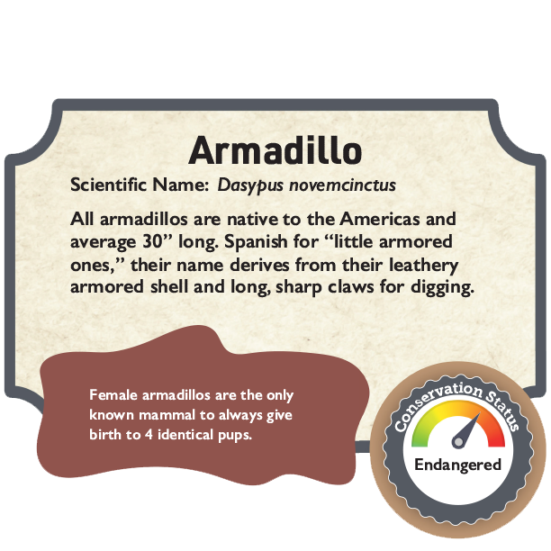 Armadillo.png