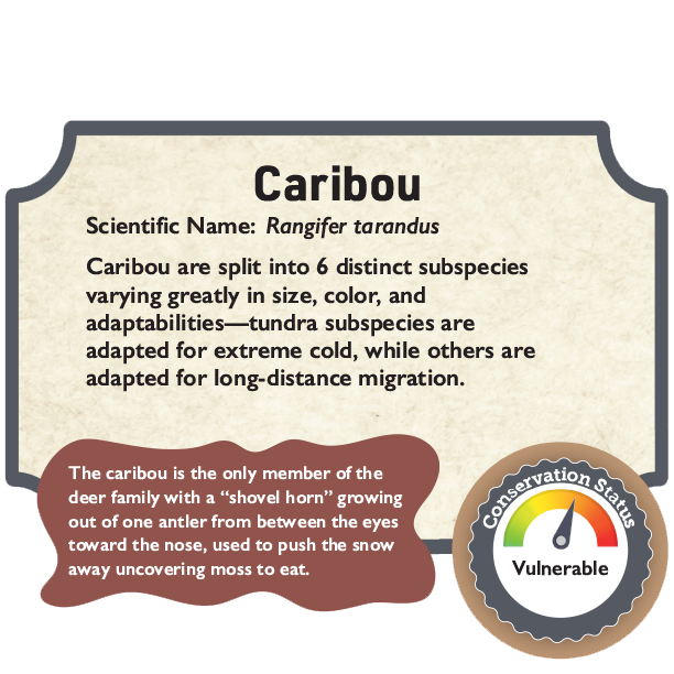 Caribou.png