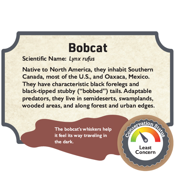 Bobcat.png