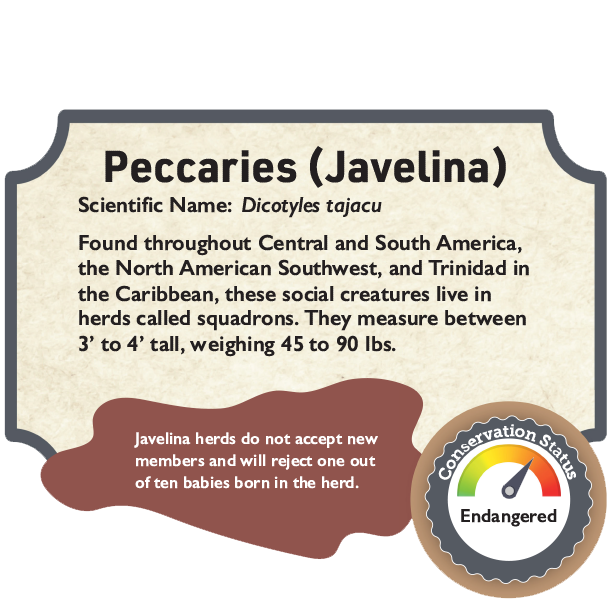 Peccaries.png