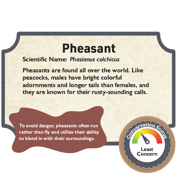 Pheasant.png