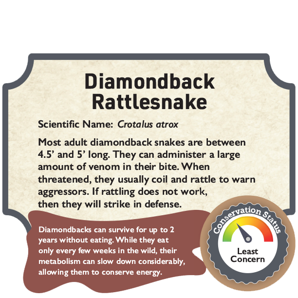 Diamondback Rattlesnake.png