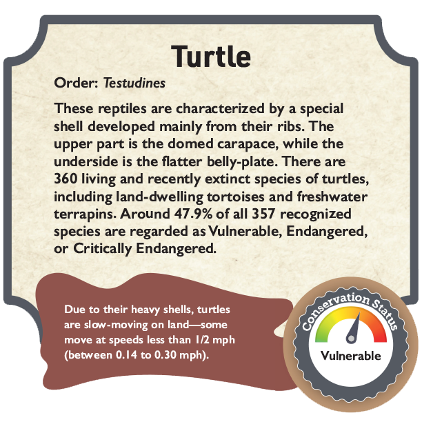 Turtle.png