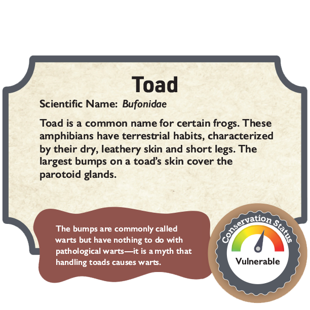 Toad.png