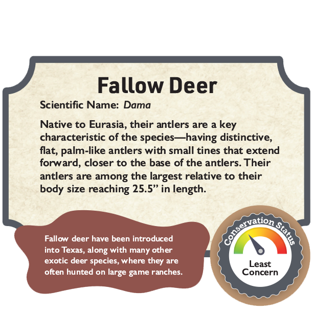 Fallow Deer.png