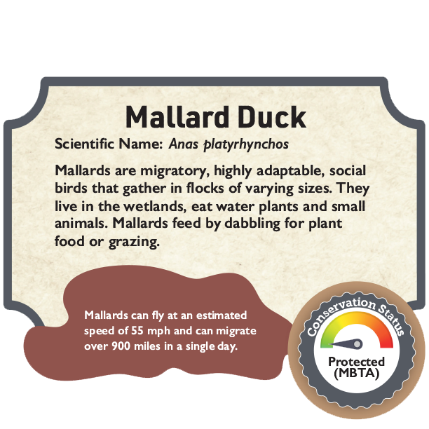 Mallard Duck.png