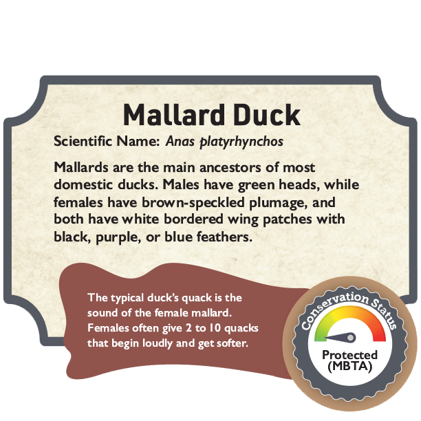 Mallard Duck.png
