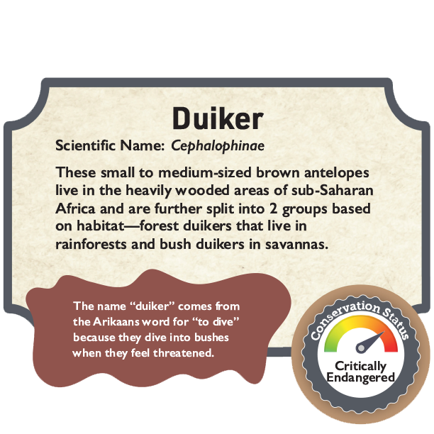 Duiker.png