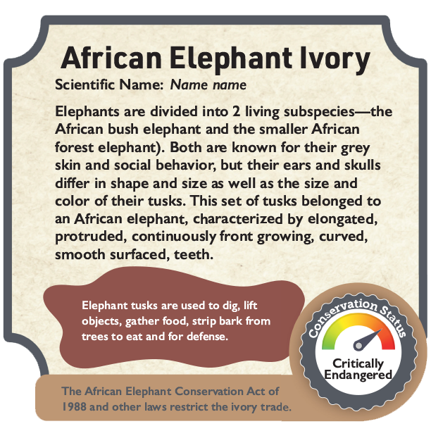African Elephant Ivory.png