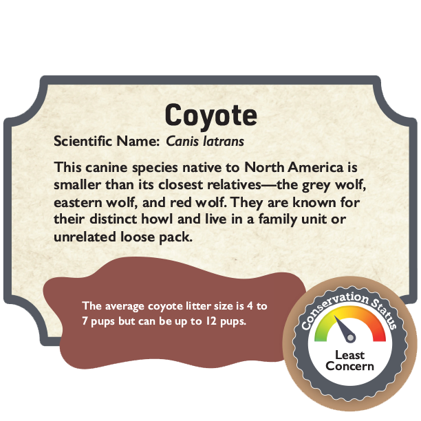 Coyote.png