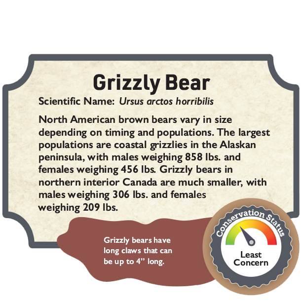 Grizzly Bear.png