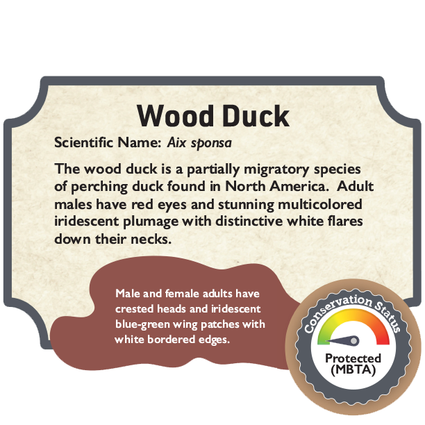 Wood Duck.png