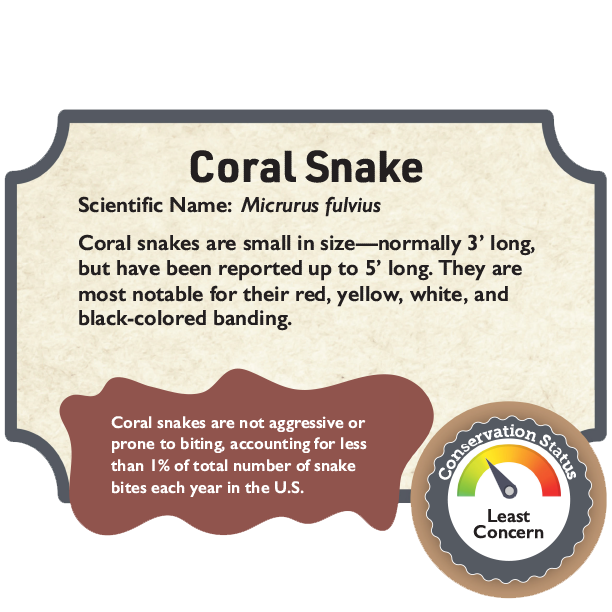 Coral Snake.png