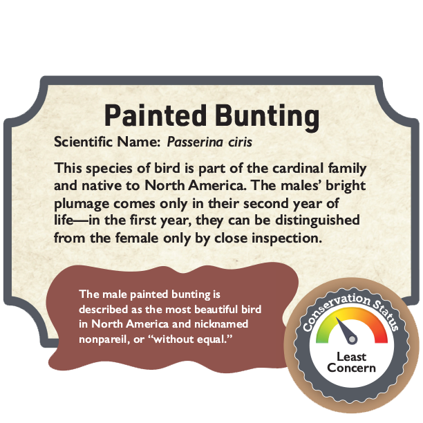Painted Bunting.png