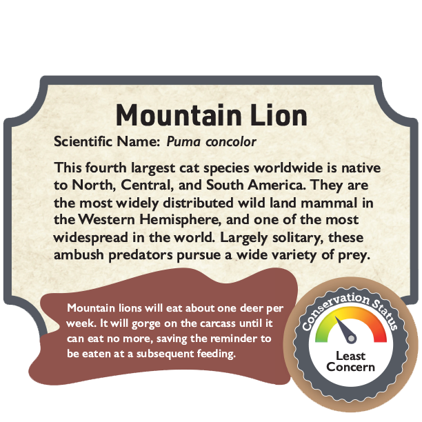 Mountain Lion.png