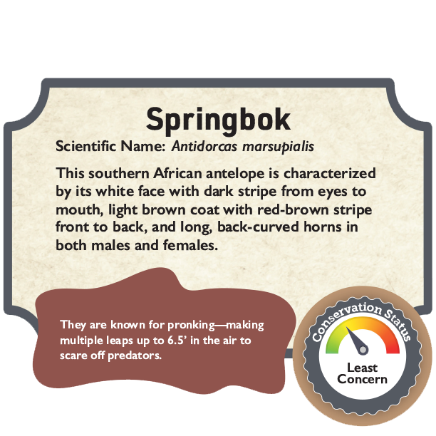 Springbok.png