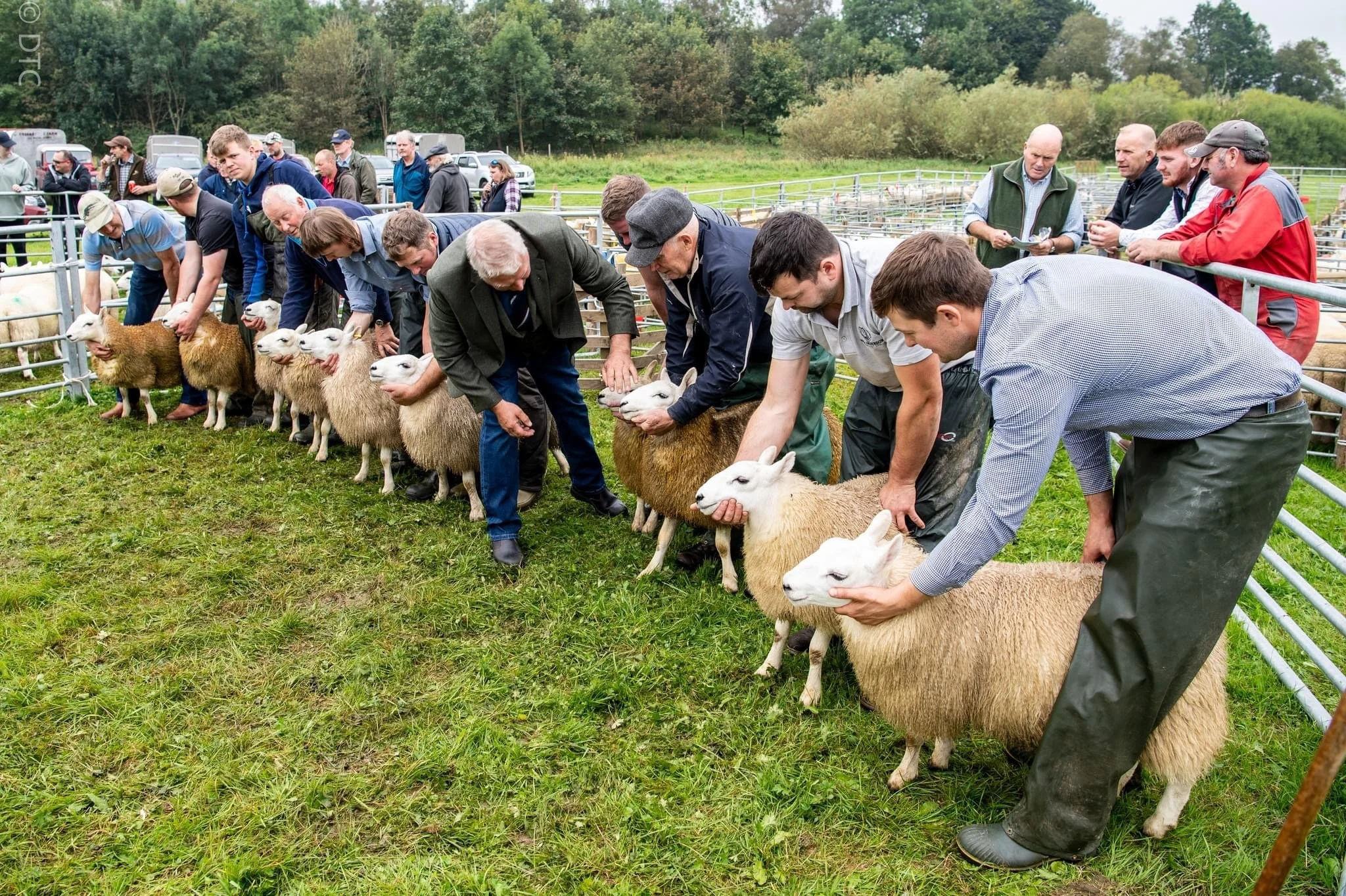 Roberton Agricultural show sheep judging loops of colour.JPG