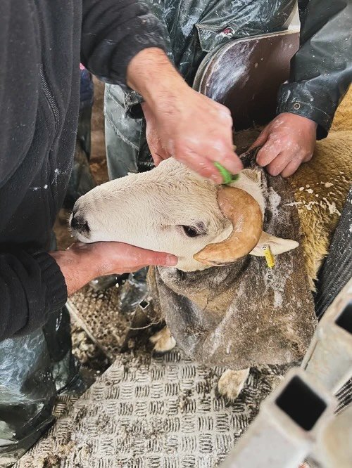 October is #Woolmonth 🐑✨ The buzz before the Ram Sale is building&hellip;a time to celebrate everything the beautiful breed and this fibre gives us. From ribbons and sale preparations to new beginnings in the studio, I&rsquo;ve shared it all in my l