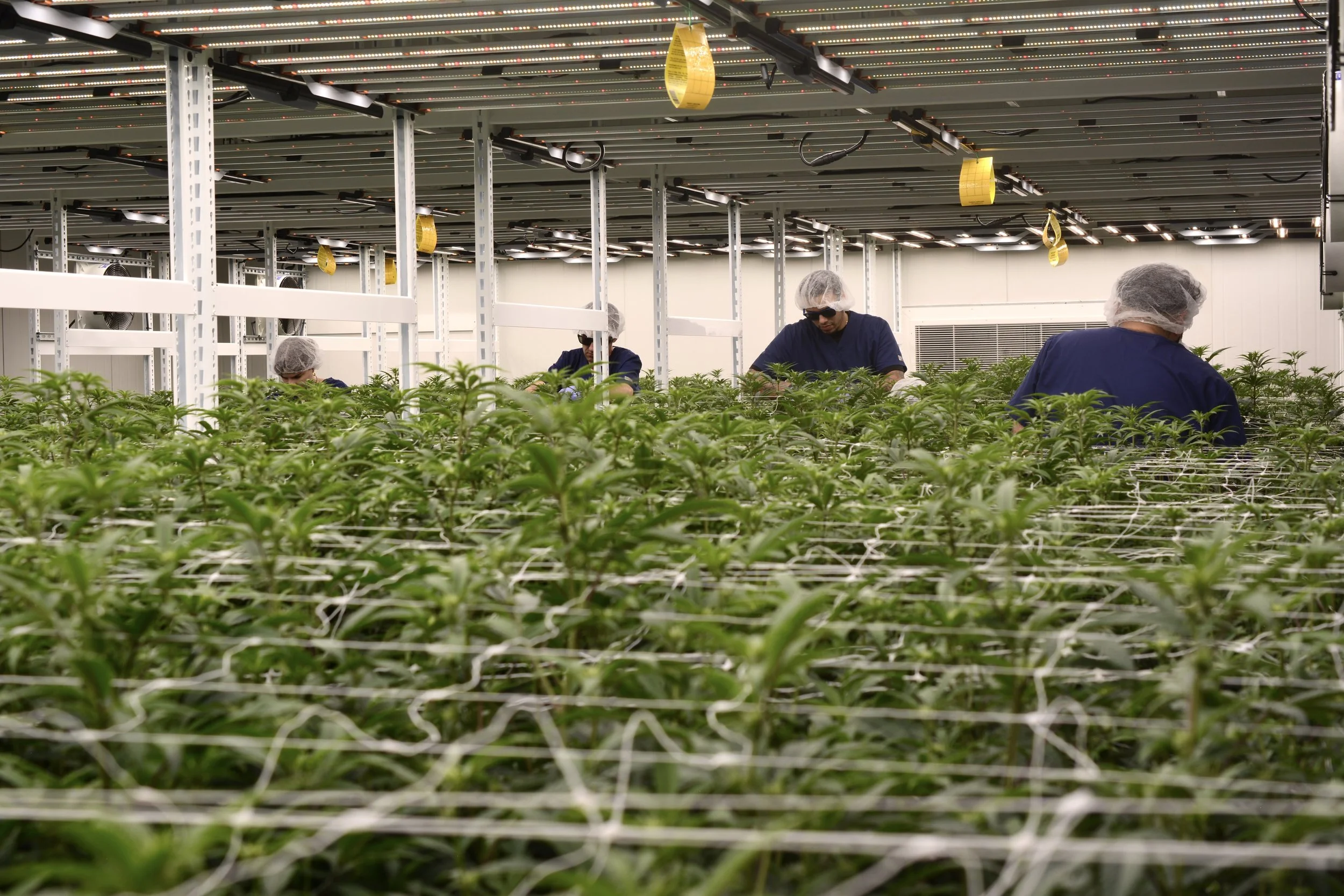 Workers in a controlled indoor farm tending to rows of cannabis plants under artificial grow lights.