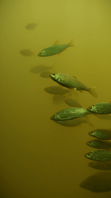 Diglis Island & Fish Pass - Socials 2 with soundscape.gif