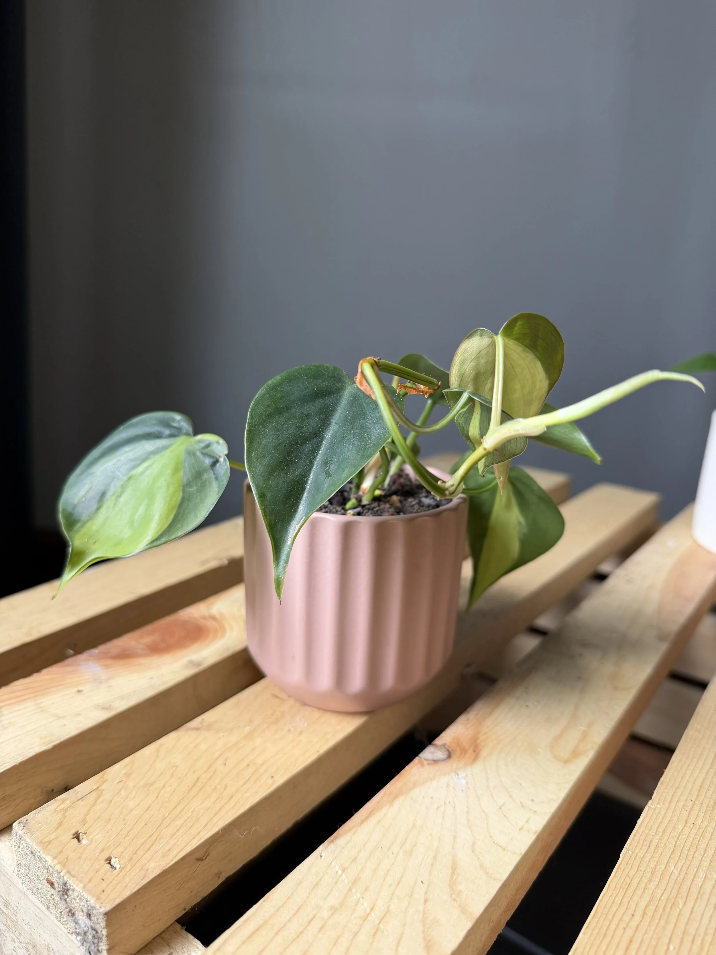 Philodendron Brazil 3"