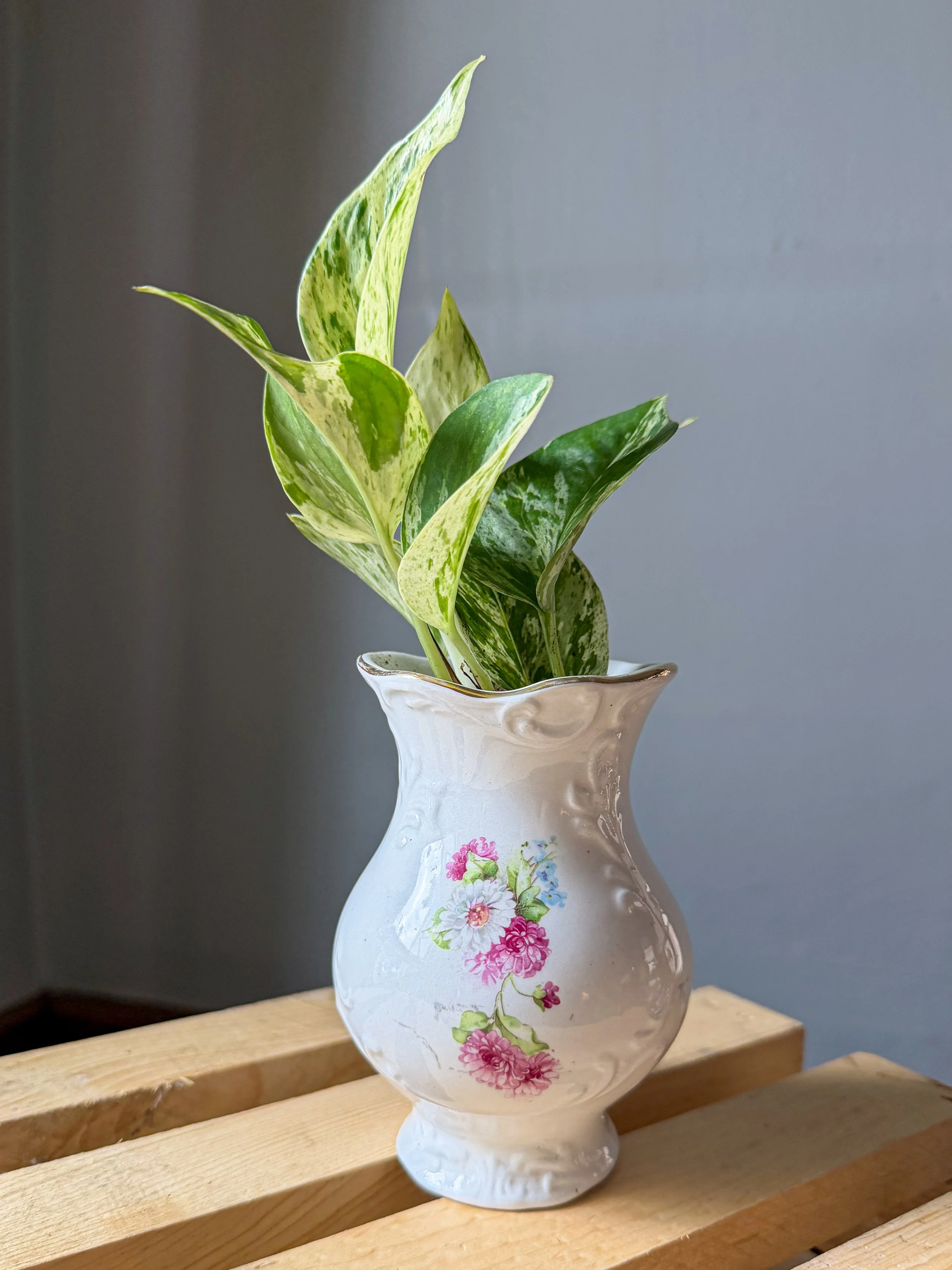 Marble queen pothos planted in a vintage floral ceramic vase by Androots.