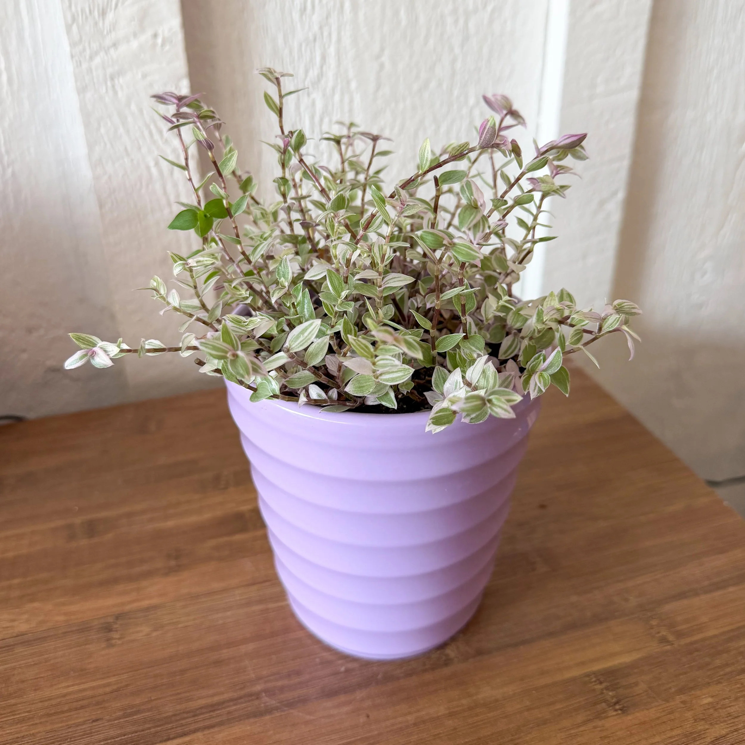 Tradescantia ‘Pink Panther’ (Callisia repens)