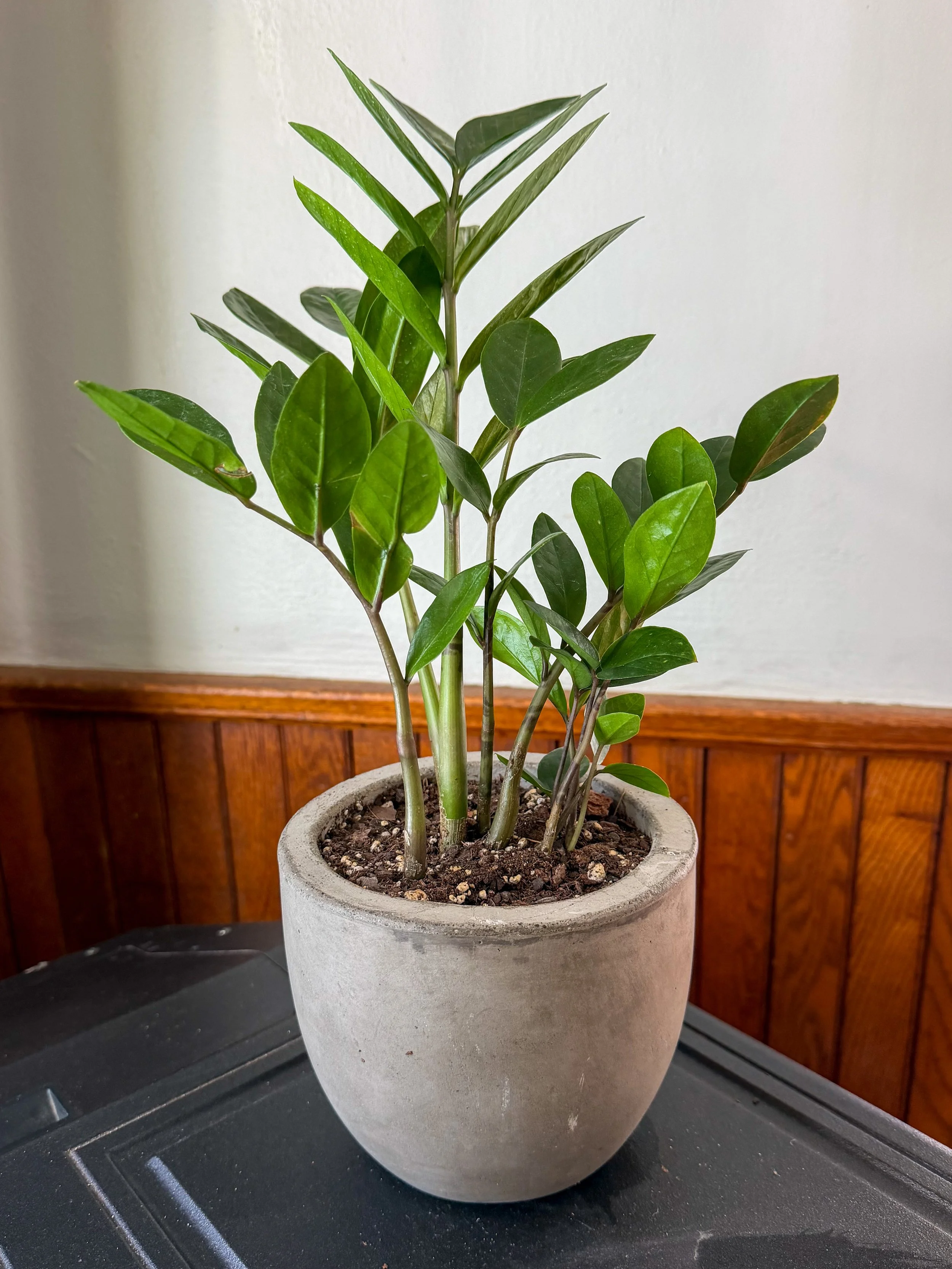 ZZ Plant 'Zamioculcas zamiifolia'