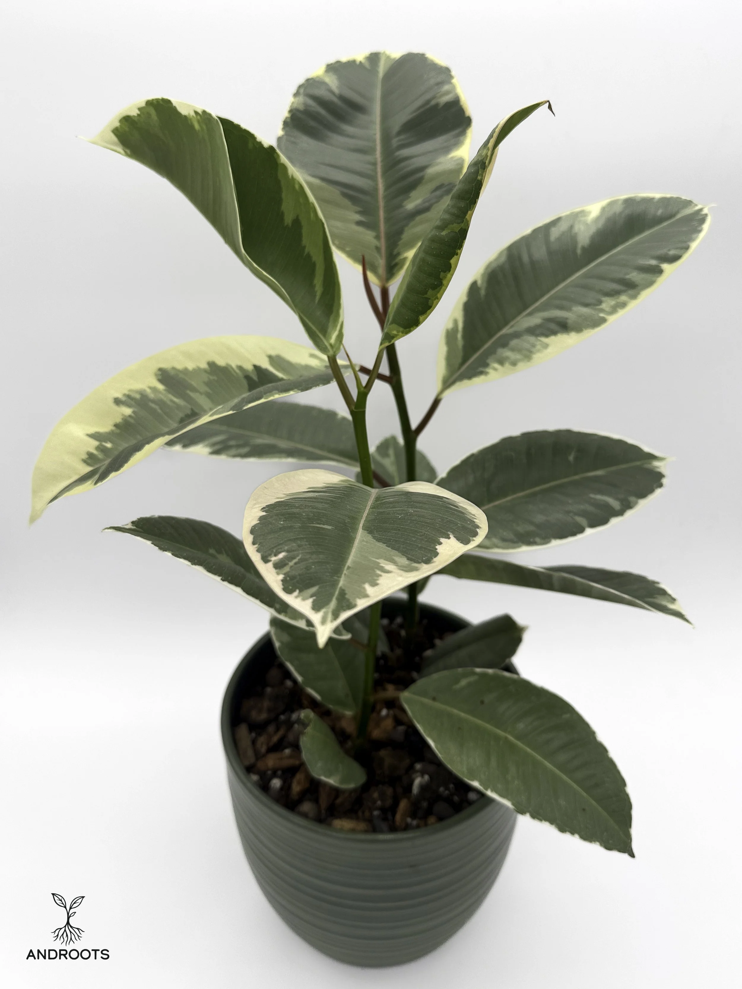 ficus.tineke.green-4.jpg